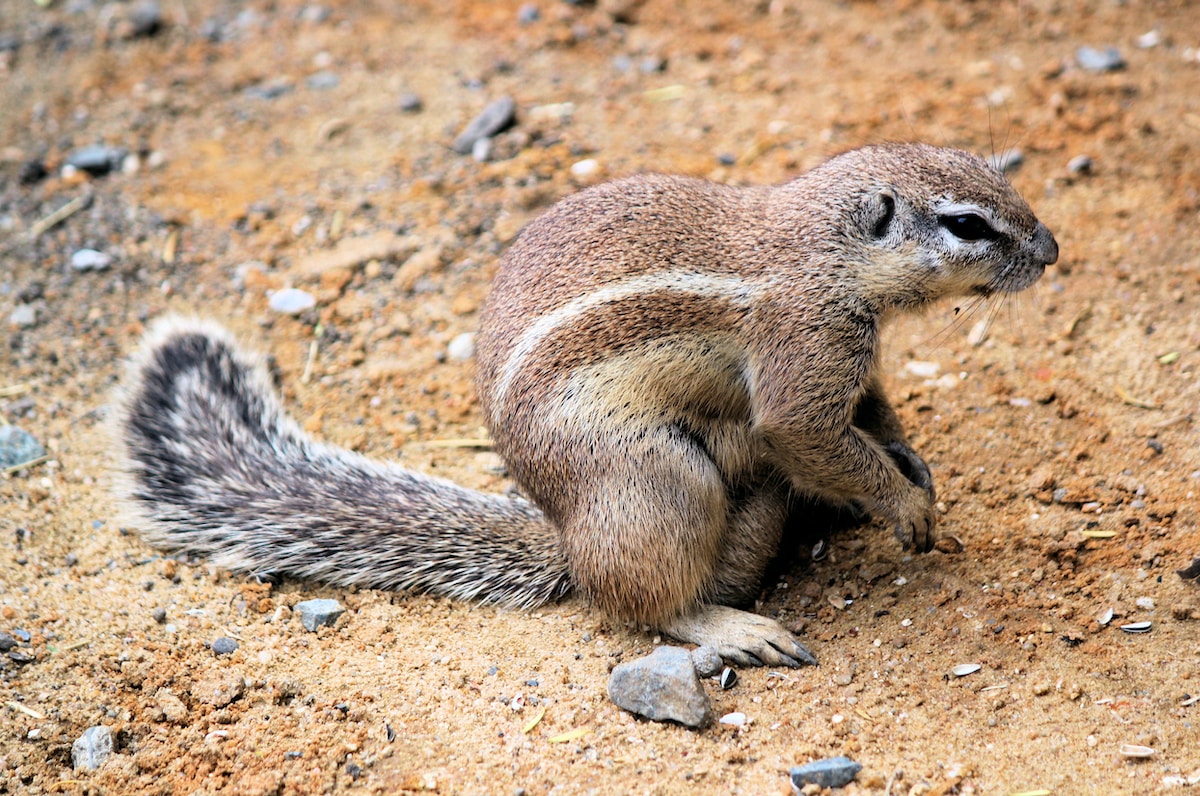 brown squirrel