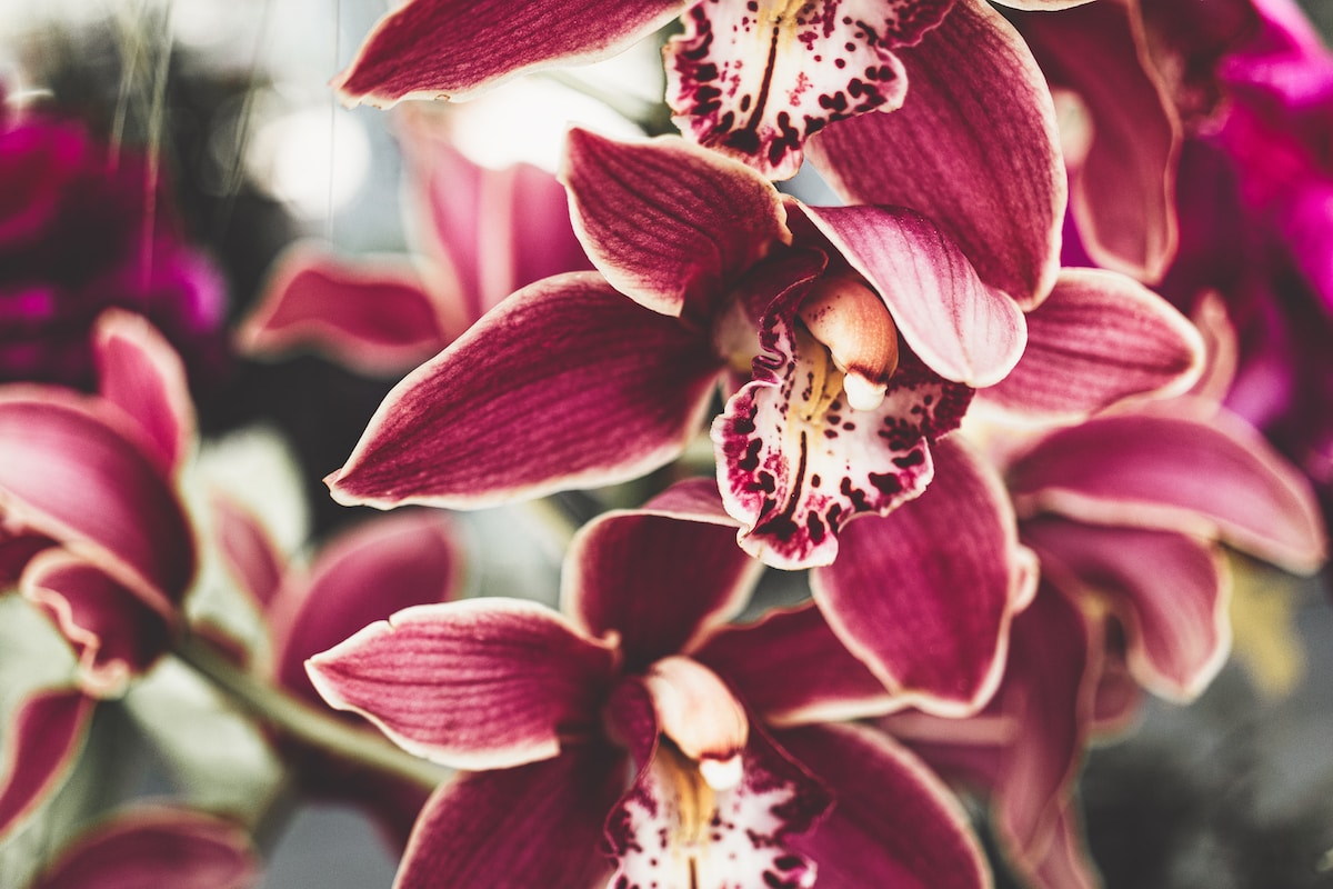red and white moth orchids in bloom during daytime