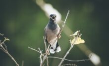 grey and white pigeon